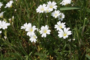 Cerastium arvense (1200 x 800)